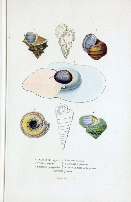 Dictionnaire classique des sciences naturelles :.Brussels :Meline, Cans et Ce.,1853.. |  | Vintage Print Reproduction 469403