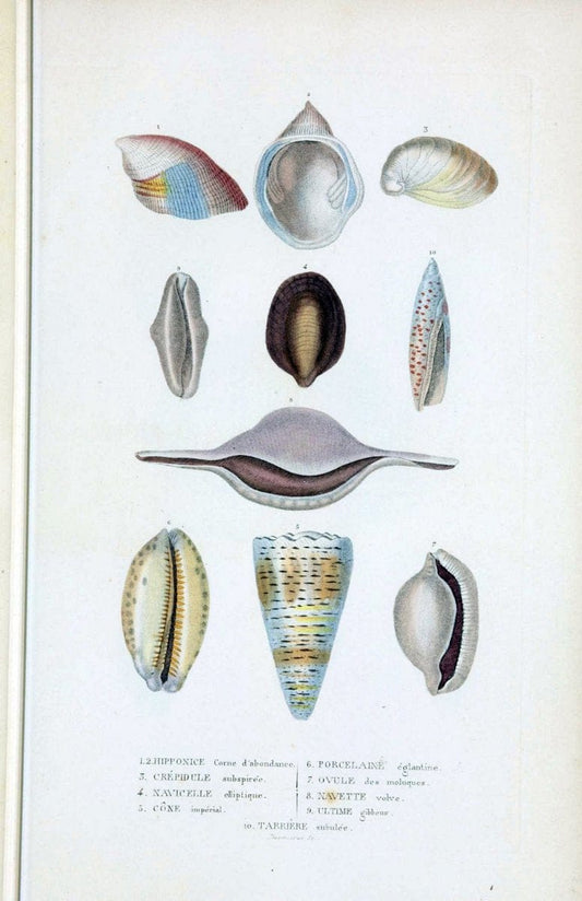 Dictionnaire classique des sciences naturelles :.Brussels :Meline, Cans et Ce.,1853.. |  | Vintage Print Reproduction 469404