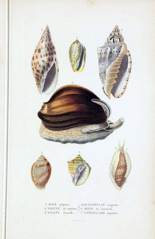 Dictionnaire classique des sciences naturelles :.Brussels :Meline, Cans et Ce.,1853.. |  | Vintage Print Reproduction 469405