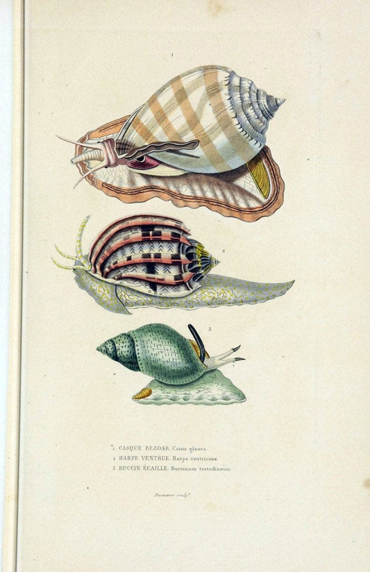 Dictionnaire classique des sciences naturelles :.Brussels :Meline, Cans et Ce.,1853.. |  | Vintage Print Reproduction 469406