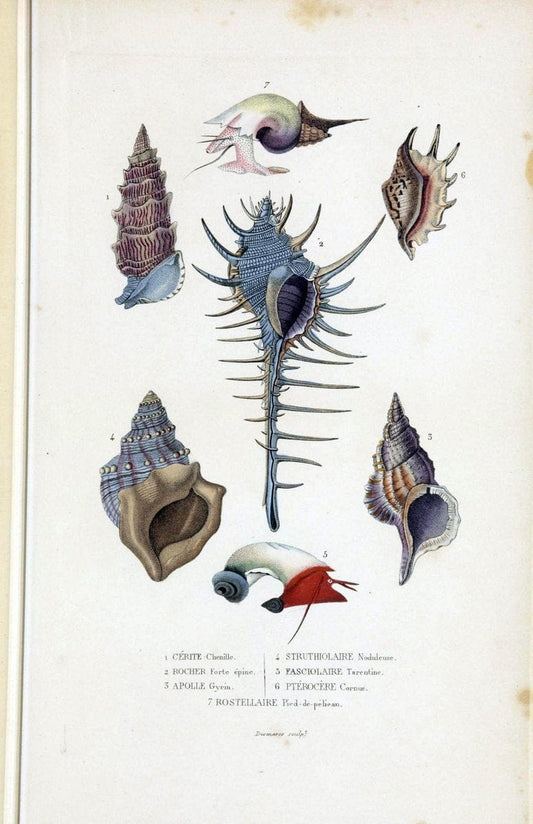 Dictionnaire classique des sciences naturelles :.Brussels :Meline, Cans et Ce.,1853.. |  | Vintage Print Reproduction 469407
