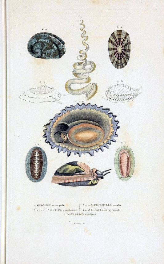 Dictionnaire classique des sciences naturelles :.Brussels :Meline, Cans et Ce.,1853.. |  | Vintage Print Reproduction 469408