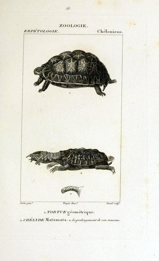 Dictionnaire des sciences naturelles,.Strasbourg,||ParisF. G. Levrault;||Le Normant,1816-30.. |  | Vintage Print Reproduction 469409