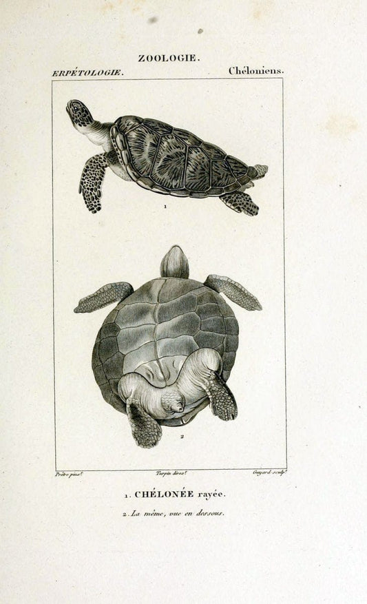 Dictionnaire des sciences naturelles,.Strasbourg,||ParisF. G. Levrault;||Le Normant,1816-30.. |  | Vintage Print Reproduction 469410