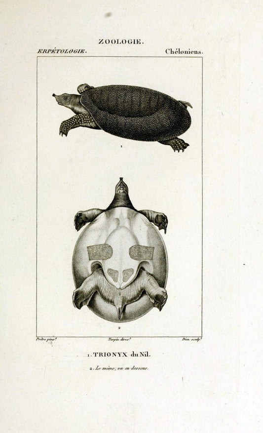 Dictionnaire des sciences naturelles,.Strasbourg,||ParisF. G. Levrault;||Le Normant,1816-30.. |  | Vintage Print Reproduction 469411