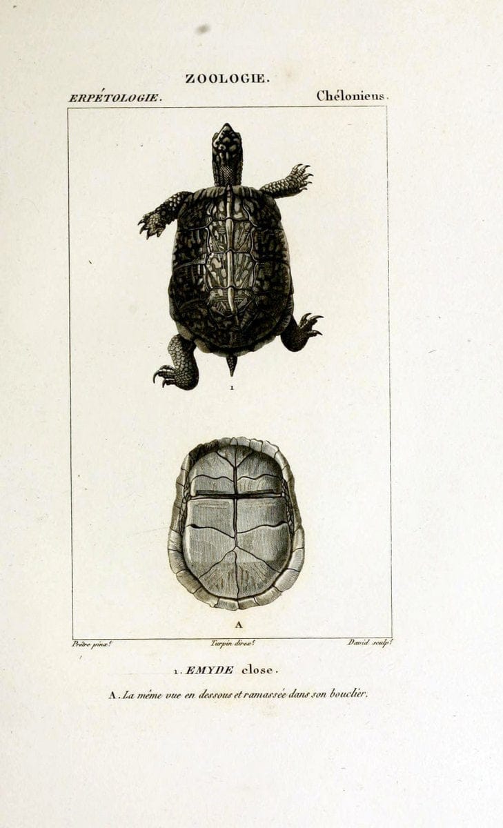 Dictionnaire des sciences naturelles,.Strasbourg,||ParisF. G. Levrault;||Le Normant,1816-30.. |  | Vintage Print Reproduction 469412
