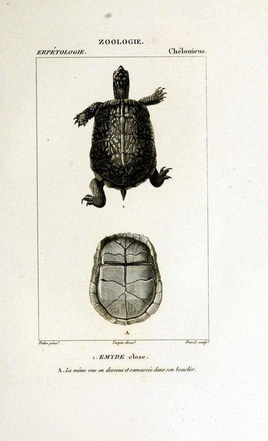 Dictionnaire des sciences naturelles,.Strasbourg,||ParisF. G. Levrault;||Le Normant,1816-30.. |  | Vintage Print Reproduction 469412