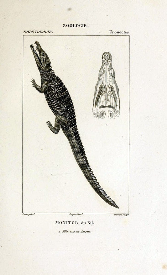 Dictionnaire des sciences naturelles,.Strasbourg,||ParisF. G. Levrault;||Le Normant,1816-30.. |  | Vintage Print Reproduction 469414