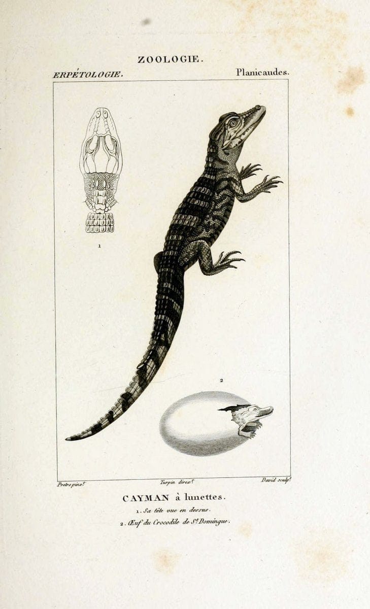 Dictionnaire des sciences naturelles,.Strasbourg,||ParisF. G. Levrault;||Le Normant,1816-30.. |  | Vintage Print Reproduction 469416