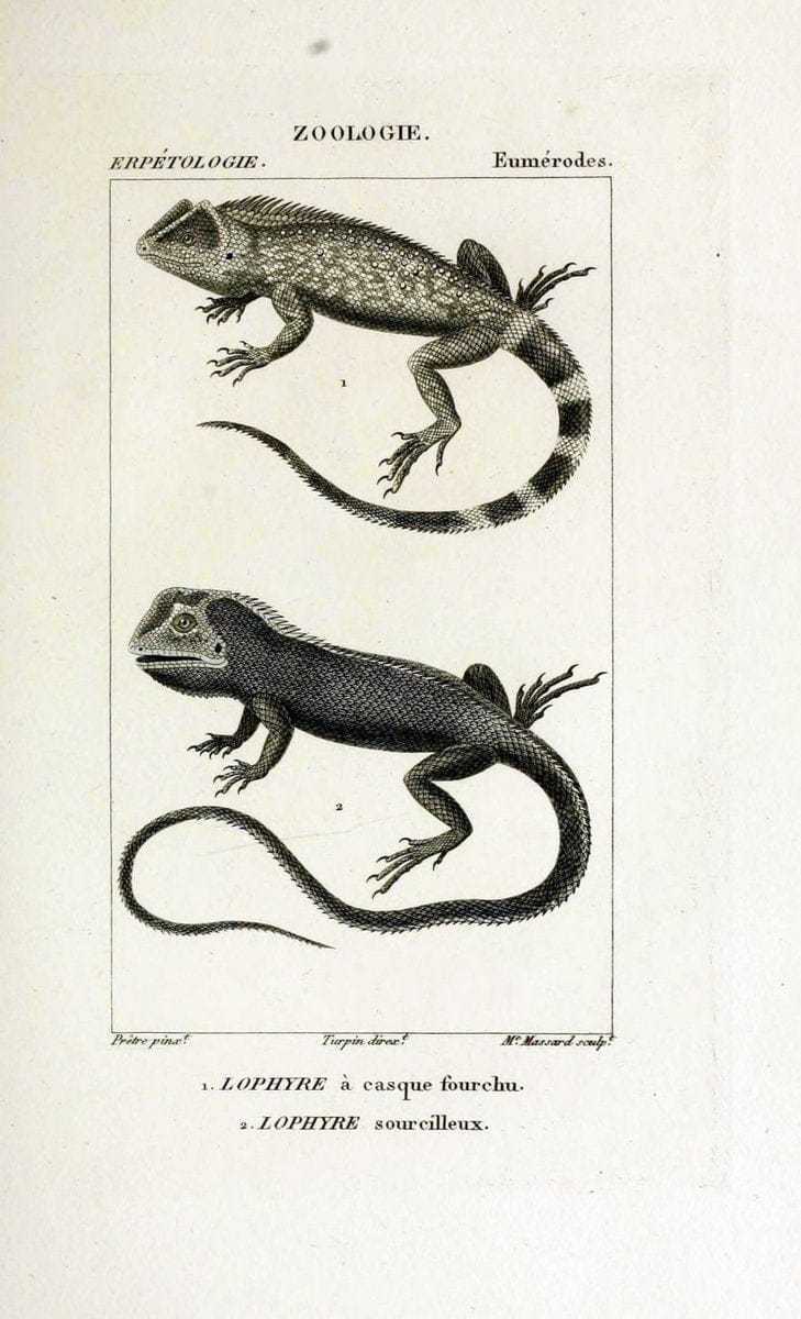 Dictionnaire des sciences naturelles,.Strasbourg,||ParisF. G. Levrault;||Le Normant,1816-30.. |  | Vintage Print Reproduction 469417