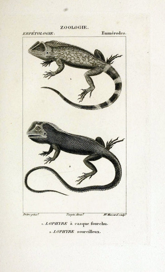 Dictionnaire des sciences naturelles,.Strasbourg,||ParisF. G. Levrault;||Le Normant,1816-30.. |  | Vintage Print Reproduction 469417