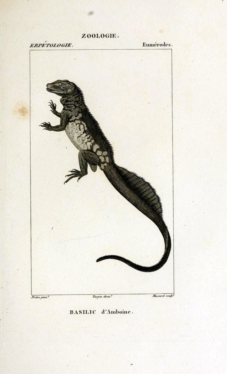 Dictionnaire des sciences naturelles,.Strasbourg,||ParisF. G. Levrault;||Le Normant,1816-30.. |  | Vintage Print Reproduction 469418