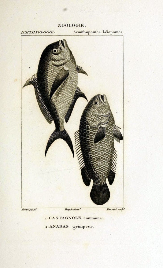 Dictionnaire des sciences naturelles,.Strasbourg,||ParisF. G. Levrault;||Le Normant,1816-30.. |  | Vintage Print Reproduction 469419