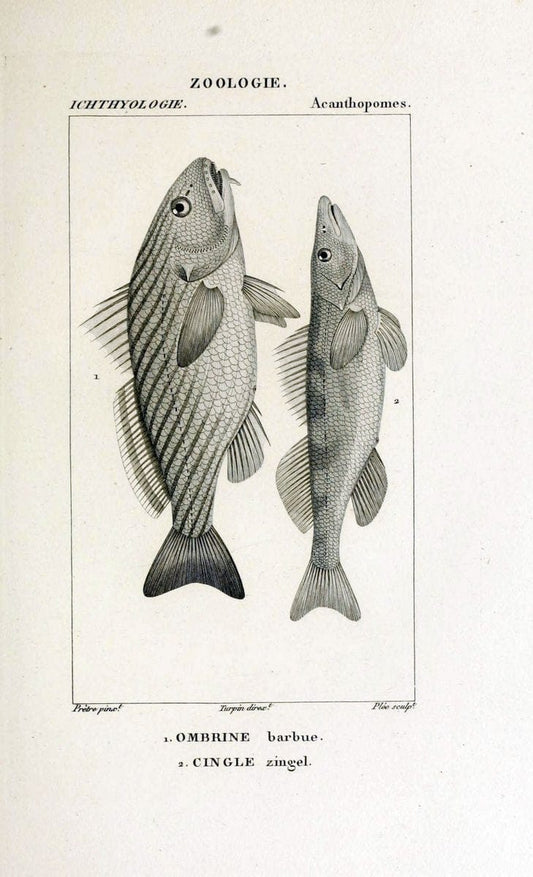 Dictionnaire des sciences naturelles,.Strasbourg,||ParisF. G. Levrault;||Le Normant,1816-30.. |  | Vintage Print Reproduction 469421