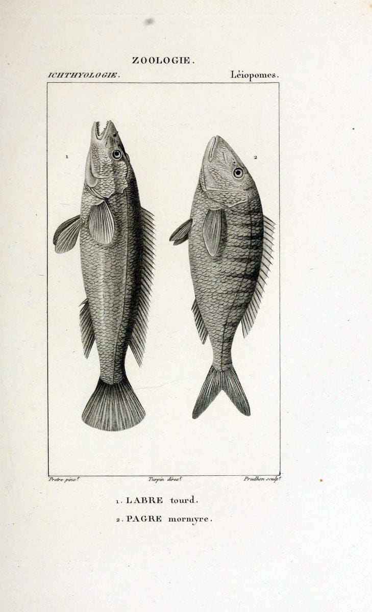 Dictionnaire des sciences naturelles,.Strasbourg,||ParisF. G. Levrault;||Le Normant,1816-30.. |  | Vintage Print Reproduction 469422