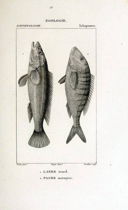 Dictionnaire des sciences naturelles,.Strasbourg,||ParisF. G. Levrault;||Le Normant,1816-30.. |  | Vintage Print Reproduction 469422