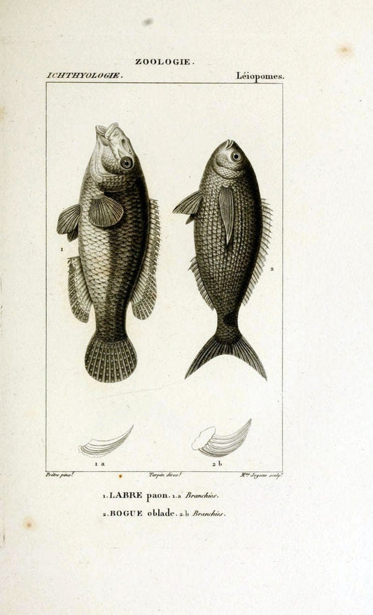 Dictionnaire des sciences naturelles,.Strasbourg,||ParisF. G. Levrault;||Le Normant,1816-30.. |  | Vintage Print Reproduction 469423