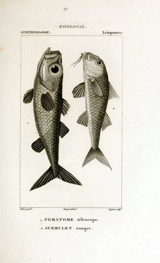Dictionnaire des sciences naturelles,.Strasbourg,||ParisF. G. Levrault;||Le Normant,1816-30.. |  | Vintage Print Reproduction 469424