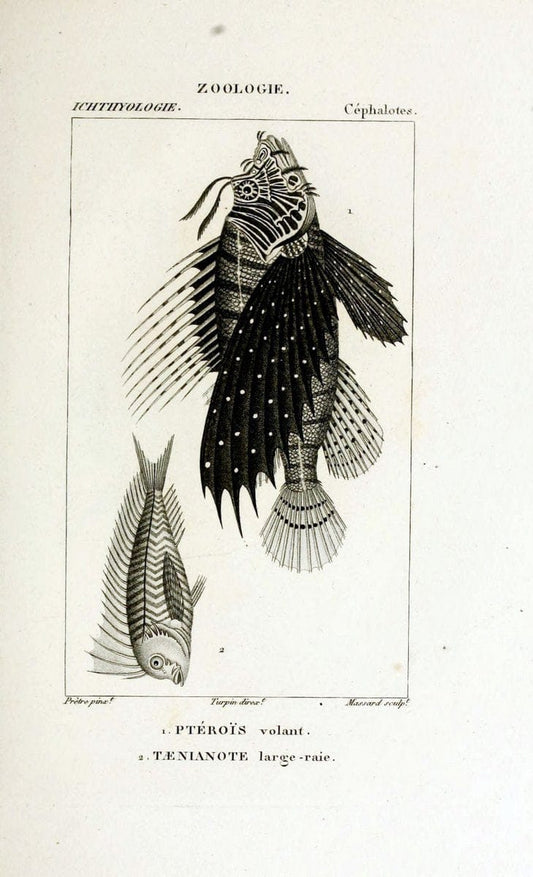 Dictionnaire des sciences naturelles,.Strasbourg,||ParisF. G. Levrault;||Le Normant,1816-30.. |  | Vintage Print Reproduction 469425