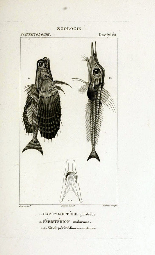 Dictionnaire des sciences naturelles,.Strasbourg,||ParisF. G. Levrault;||Le Normant,1816-30.. |  | Vintage Print Reproduction 469426