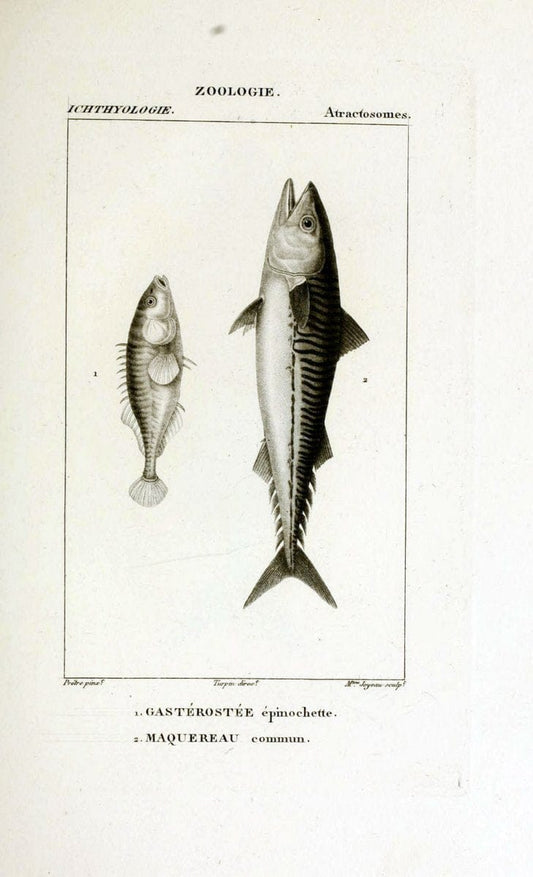 Dictionnaire des sciences naturelles,.Strasbourg,||ParisF. G. Levrault;||Le Normant,1816-30.. |  | Vintage Print Reproduction 469427