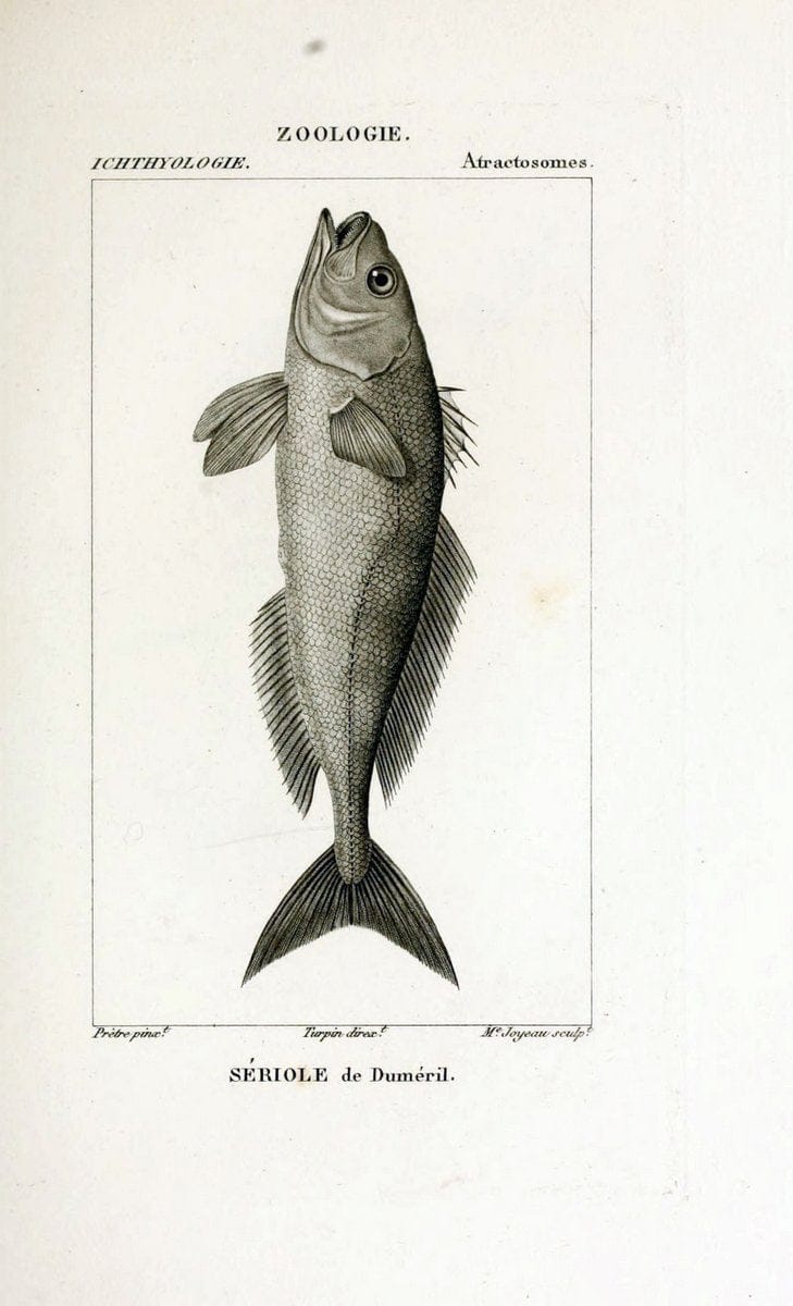 Dictionnaire des sciences naturelles,.Strasbourg,||ParisF. G. Levrault;||Le Normant,1816-30.. |  | Vintage Print Reproduction 469428