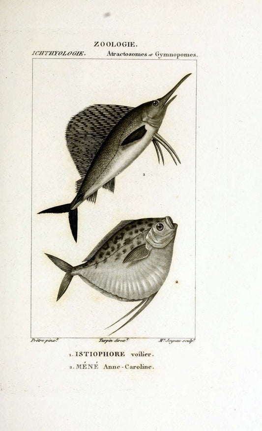 Dictionnaire des sciences naturelles,.Strasbourg,||ParisF. G. Levrault;||Le Normant,1816-30.. |  | Vintage Print Reproduction 469429