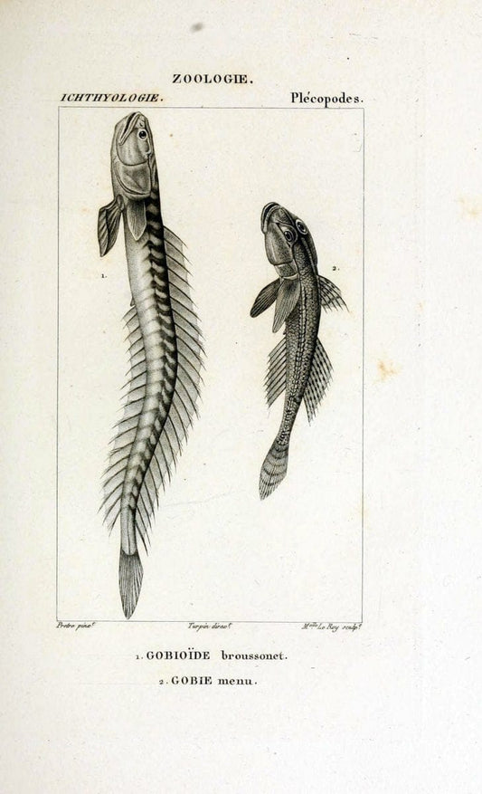 Dictionnaire des sciences naturelles,.Strasbourg,||ParisF. G. Levrault;||Le Normant,1816-30.. |  | Vintage Print Reproduction 469430