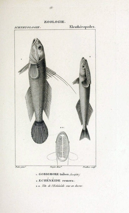 Dictionnaire des sciences naturelles,.Strasbourg,||ParisF. G. Levrault;||Le Normant,1816-30.. |  | Vintage Print Reproduction 469431