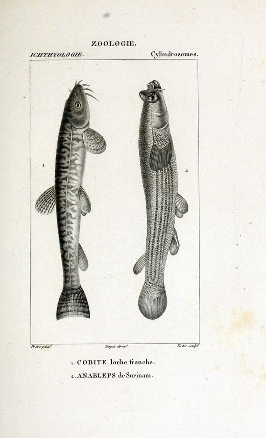 Dictionnaire des sciences naturelles,.Strasbourg,||ParisF. G. Levrault;||Le Normant,1816-30.. |  | Vintage Print Reproduction 469433