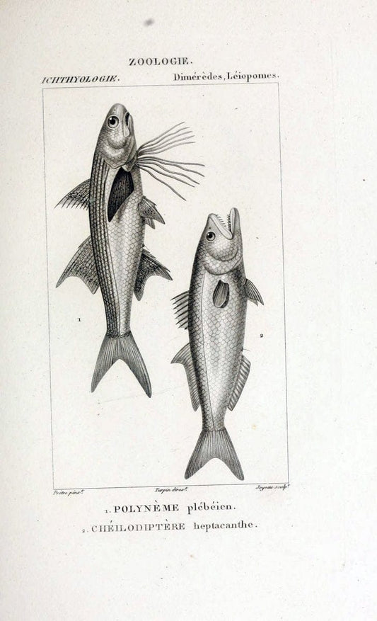 Dictionnaire des sciences naturelles,.Strasbourg,||ParisF. G. Levrault;||Le Normant,1816-30.. |  | Vintage Print Reproduction 469434