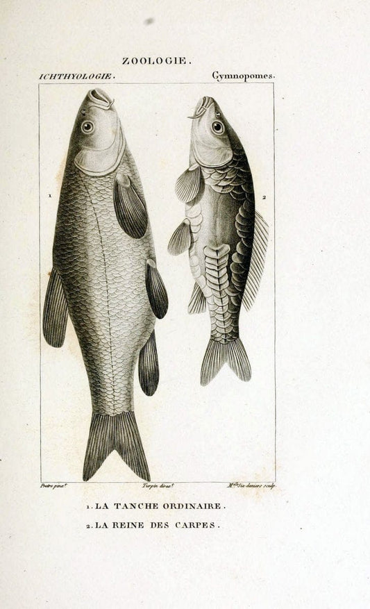 Dictionnaire des sciences naturelles,.Strasbourg,||ParisF. G. Levrault;||Le Normant,1816-30.. |  | Vintage Print Reproduction 469435