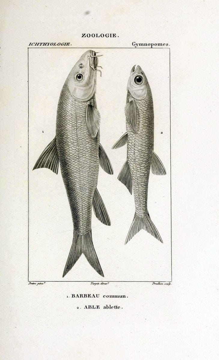 Dictionnaire des sciences naturelles,.Strasbourg,||ParisF. G. Levrault;||Le Normant,1816-30.. |  | Vintage Print Reproduction 469436