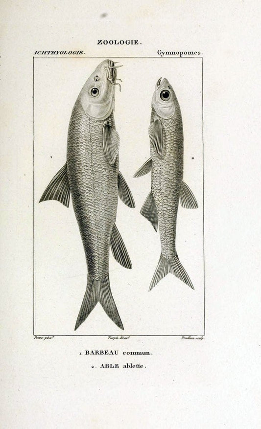 Dictionnaire des sciences naturelles,.Strasbourg,||ParisF. G. Levrault;||Le Normant,1816-30.. |  | Vintage Print Reproduction 469436