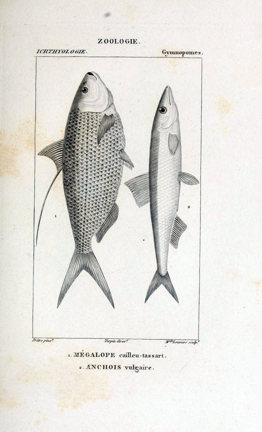 Dictionnaire des sciences naturelles,.Strasbourg,||ParisF. G. Levrault;||Le Normant,1816-30.. |  | Vintage Print Reproduction 469437