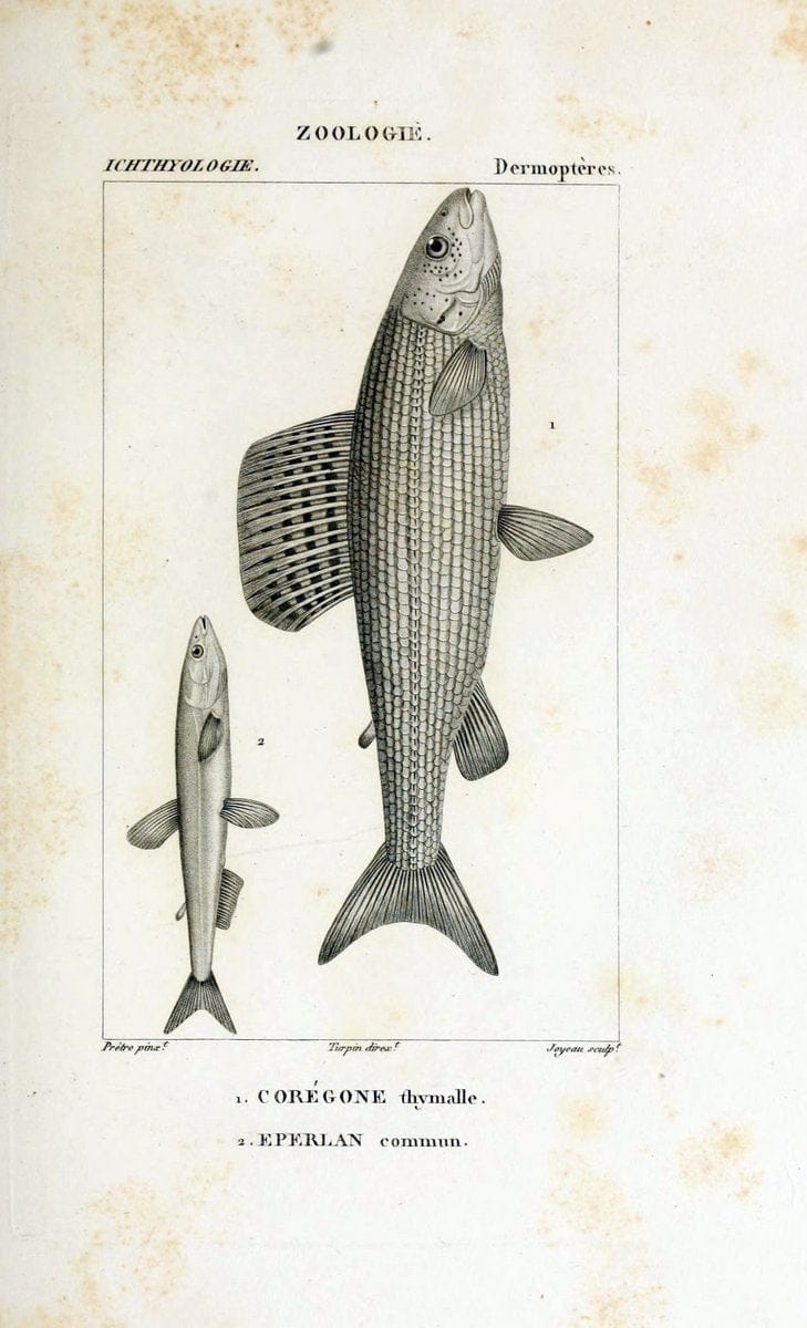 Dictionnaire des sciences naturelles,.Strasbourg,||ParisF. G. Levrault;||Le Normant,1816-30.. |  | Vintage Print Reproduction 469438