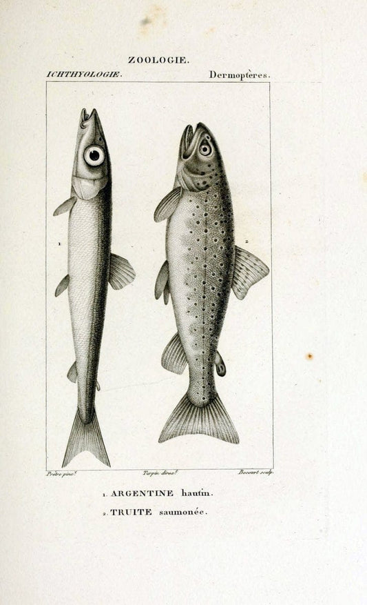 Dictionnaire des sciences naturelles,.Strasbourg,||ParisF. G. Levrault;||Le Normant,1816-30.. |  | Vintage Print Reproduction 469439