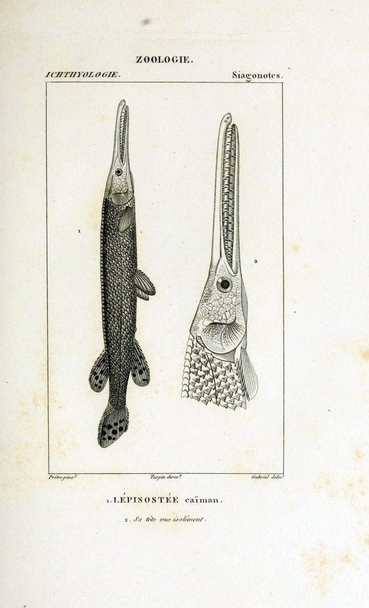 Dictionnaire des sciences naturelles,.Strasbourg,||ParisF. G. Levrault;||Le Normant,1816-30.. |  | Vintage Print Reproduction 469440