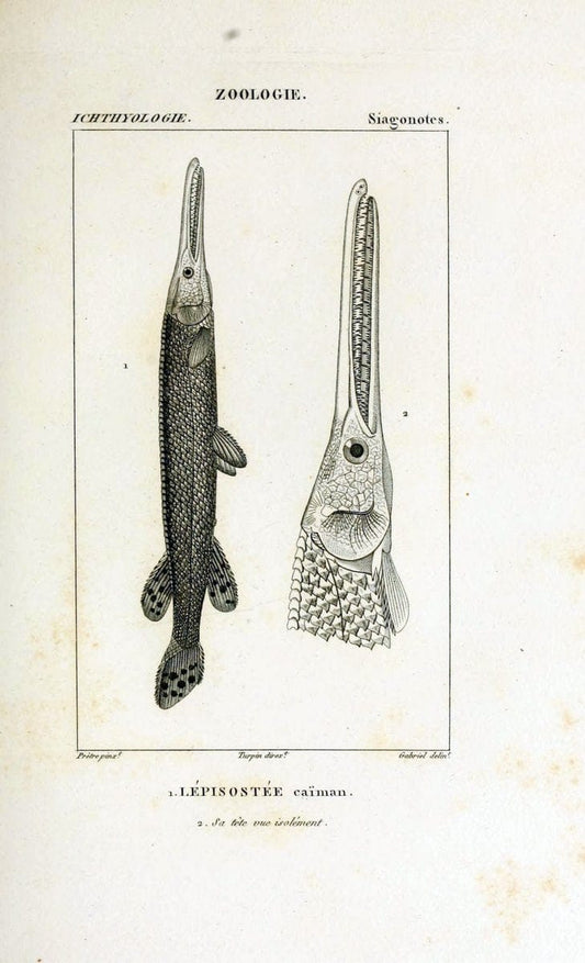 Dictionnaire des sciences naturelles,.Strasbourg,||ParisF. G. Levrault;||Le Normant,1816-30.. |  | Vintage Print Reproduction 469440