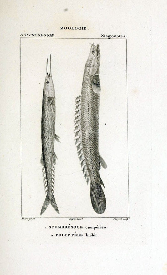 Dictionnaire des sciences naturelles,.Strasbourg,||ParisF. G. Levrault;||Le Normant,1816-30.. |  | Vintage Print Reproduction 469442