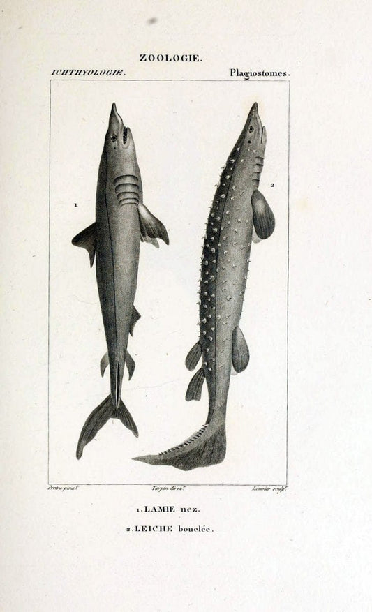 Dictionnaire des sciences naturelles,.Strasbourg,||ParisF. G. Levrault;||Le Normant,1816-30.. |  | Vintage Print Reproduction 469443