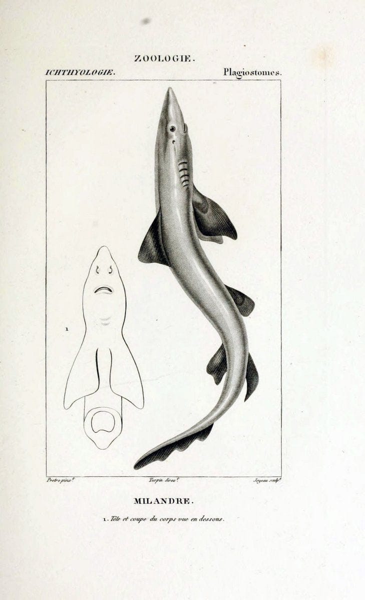 Dragable Image