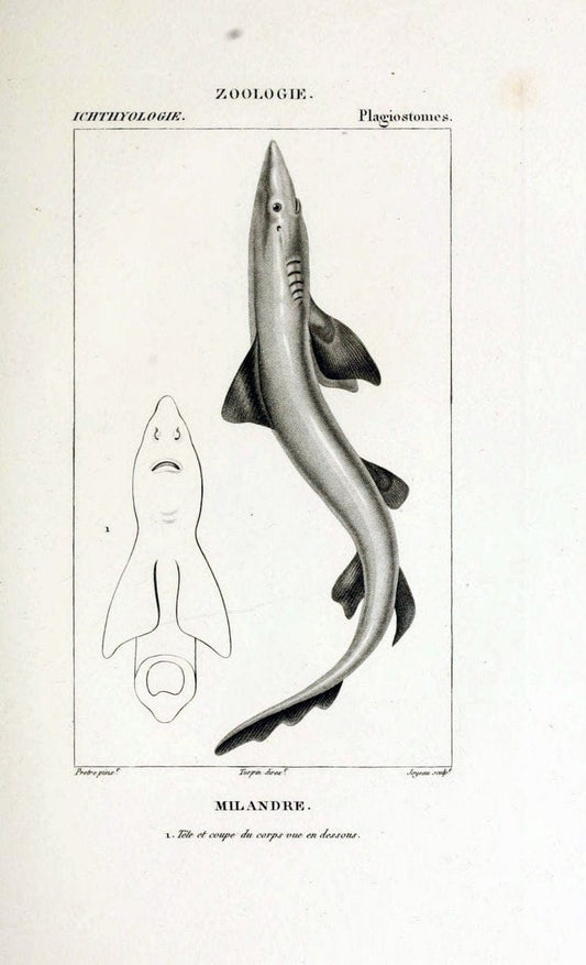 Dictionnaire des sciences naturelles,.Strasbourg,||ParisF. G. Levrault;||Le Normant,1816-30.. |  | Vintage Print Reproduction 469444