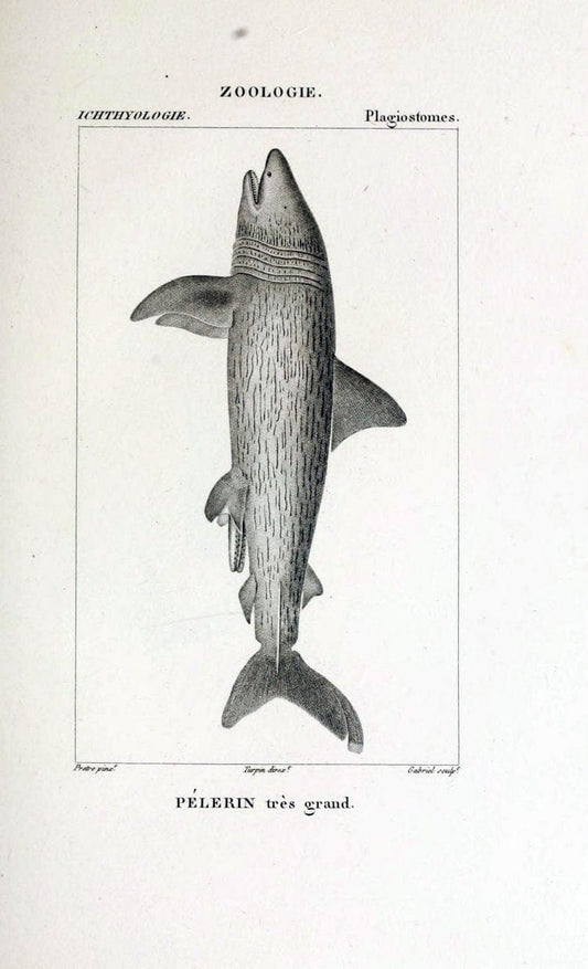 Dictionnaire des sciences naturelles,.Strasbourg,||ParisF. G. Levrault;||Le Normant,1816-30.. |  | Vintage Print Reproduction 469445