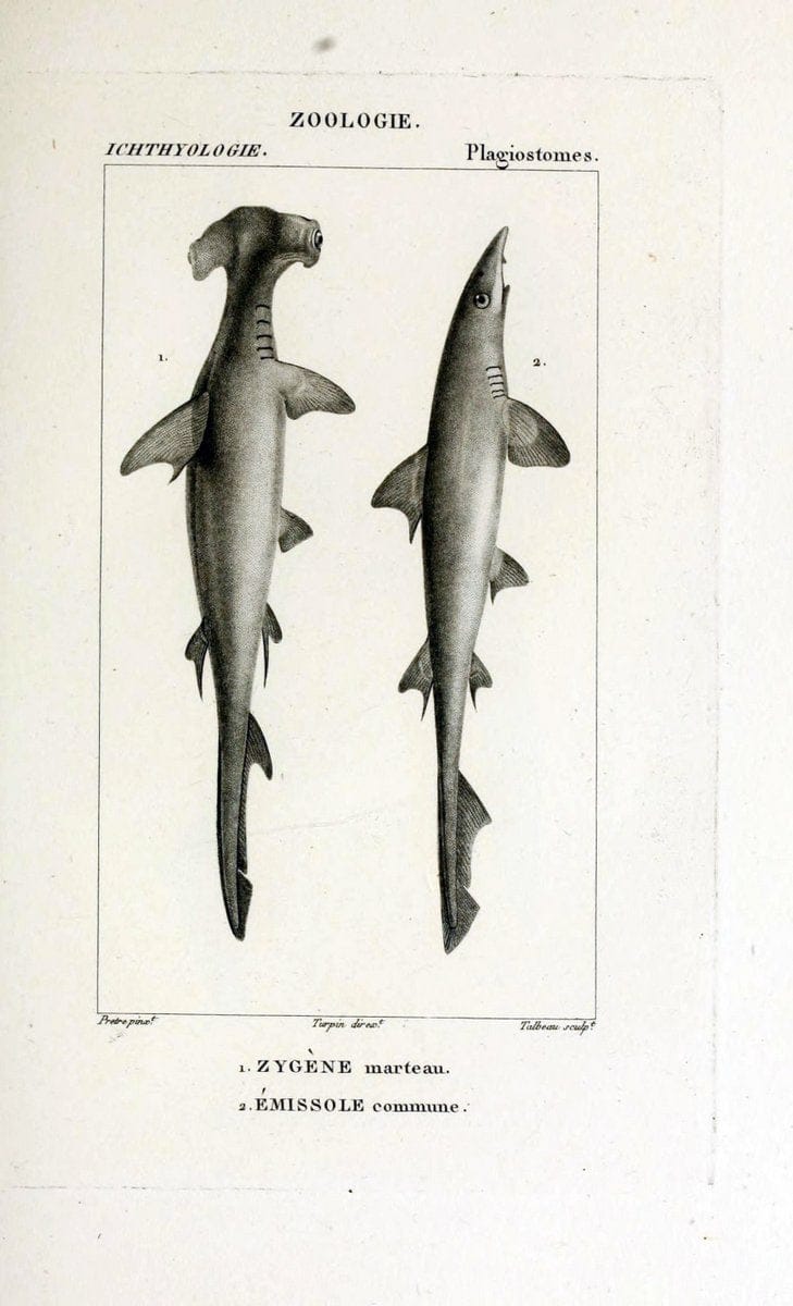 Dictionnaire des sciences naturelles,.Strasbourg,||ParisF. G. Levrault;||Le Normant,1816-30.. |  | Vintage Print Reproduction 469447