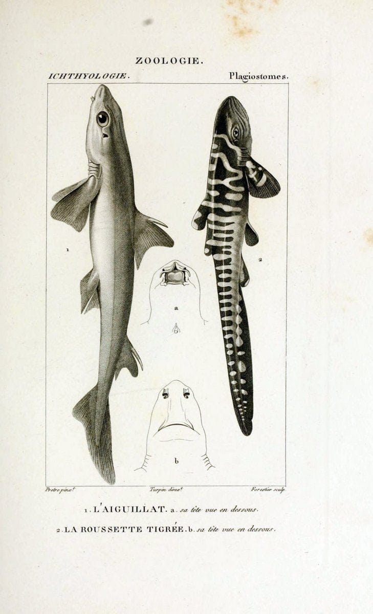 Dictionnaire des sciences naturelles,.Strasbourg,||ParisF. G. Levrault;||Le Normant,1816-30.. |  | Vintage Print Reproduction 469448
