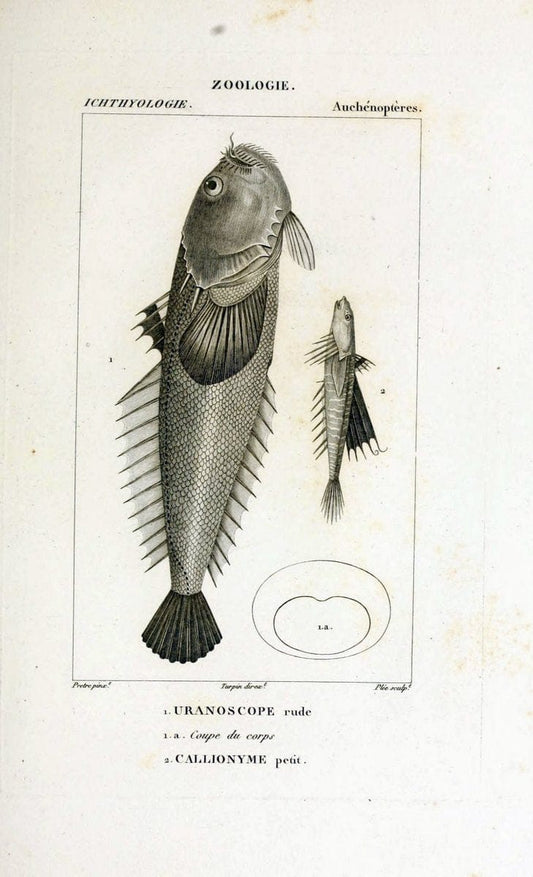 Dictionnaire des sciences naturelles,.Strasbourg,||ParisF. G. Levrault;||Le Normant,1816-30.. |  | Vintage Print Reproduction 469449