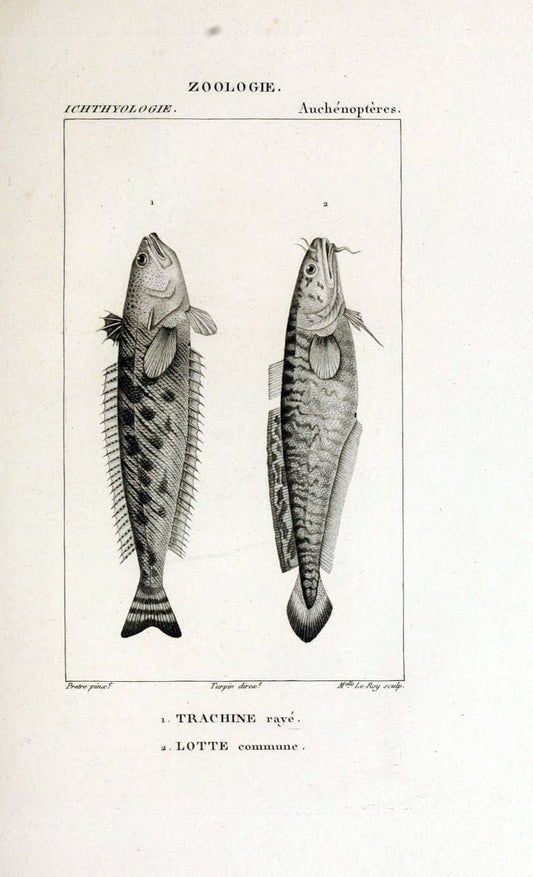 Dictionnaire des sciences naturelles,.Strasbourg,||ParisF. G. Levrault;||Le Normant,1816-30.. |  | Vintage Print Reproduction 469450