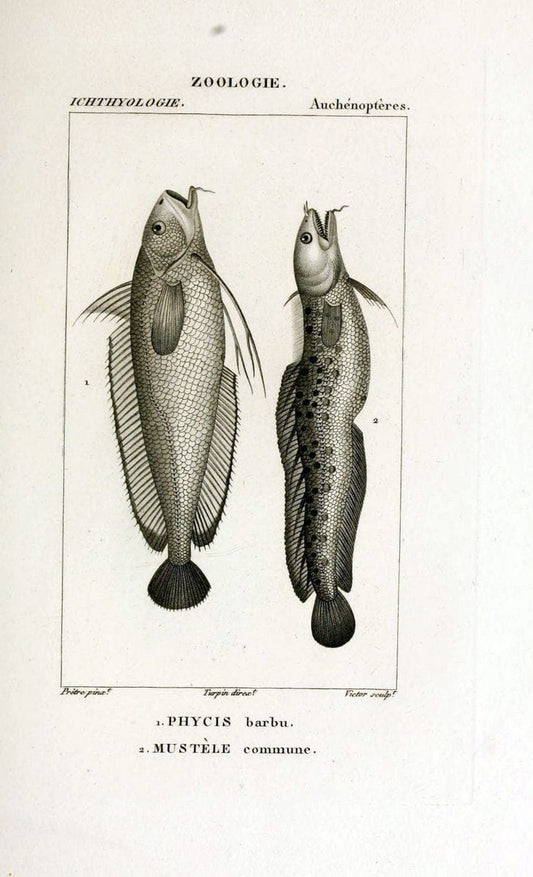 Dictionnaire des sciences naturelles,.Strasbourg,||ParisF. G. Levrault;||Le Normant,1816-30.. |  | Vintage Print Reproduction 469452