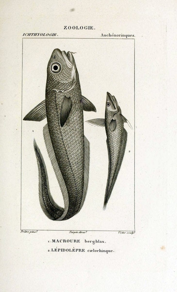 Dictionnaire des sciences naturelles,.Strasbourg,||ParisF. G. Levrault;||Le Normant,1816-30.. |  | Vintage Print Reproduction 469453